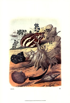 Framed Shell Composition II Print