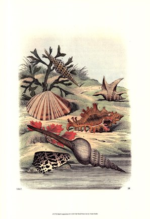 Framed Shell Composition III Print