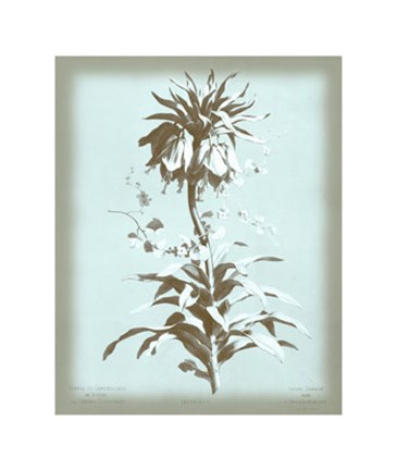 Framed Imperiale on Blue Print