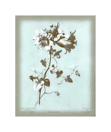 Framed Amaryllis on Blue Print