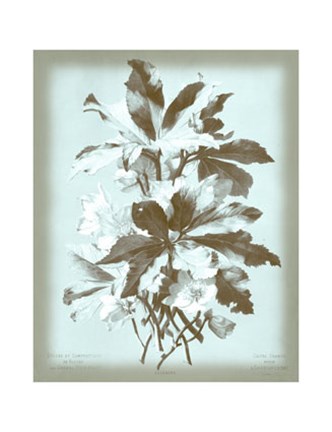 Framed Ellebore on Blue Print