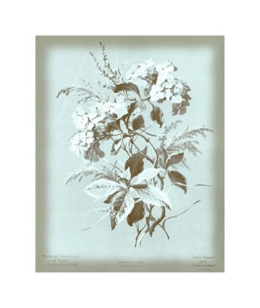 Framed Hydrangea on Blue Print