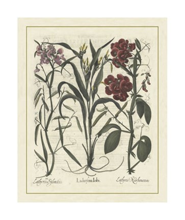Framed Floral III Print