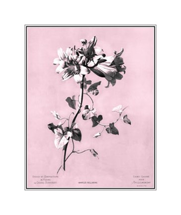 Framed Amaryllis on Pink Print