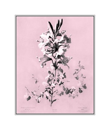 Framed Lilium on Pink Print