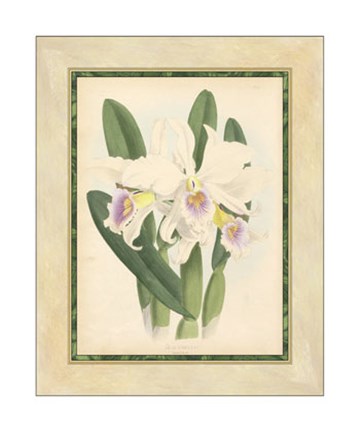 Framed Orchid II Print