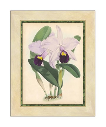 Framed Orchid IV Print