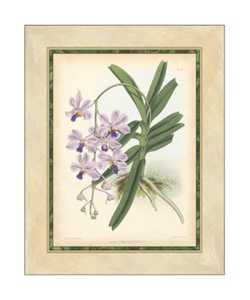 Framed Orchid V Print
