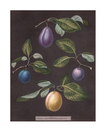 Framed Plums Print