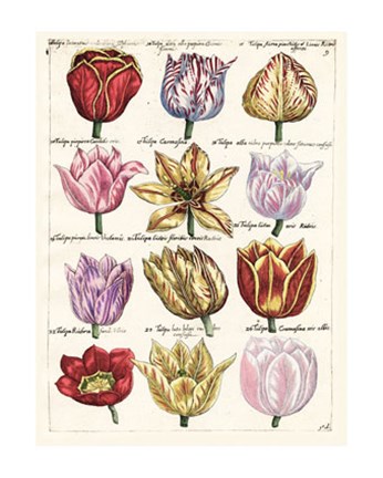 Framed Tulips En Masse I Print