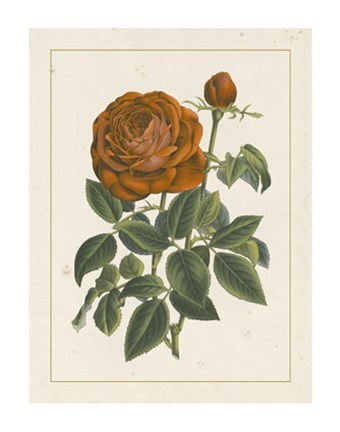 Framed Chinese Red Rose II Print