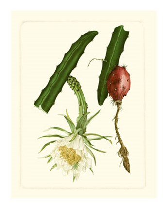 Framed Exotic Flora II Print