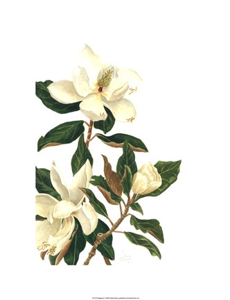 Framed Magnolia I (Le) Print