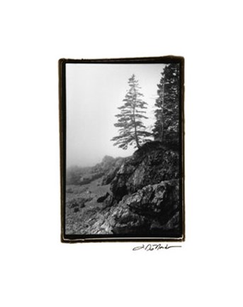 Framed Lone Tree Print