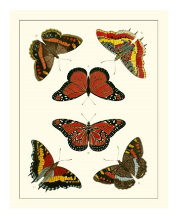 Framed Butterflies I Print