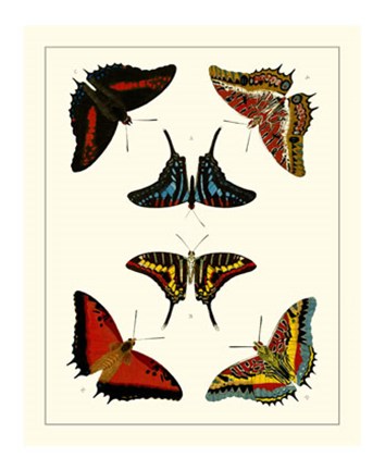 Framed Butterflies II Print