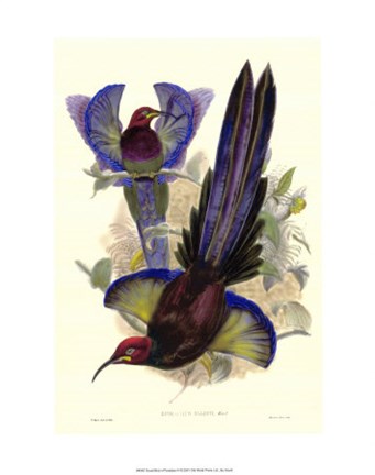 Framed Bird of Paradise III Print