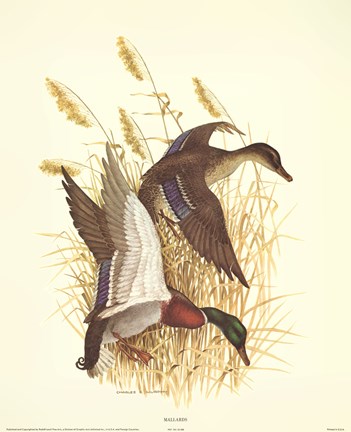 Framed Mallards Print