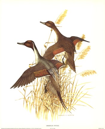 Framed American Pintail Print