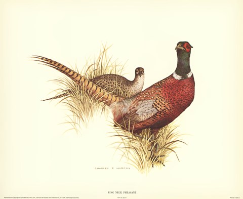 Framed Ring Necked Pheasant Print