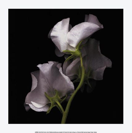 Framed Sweet Pea Print