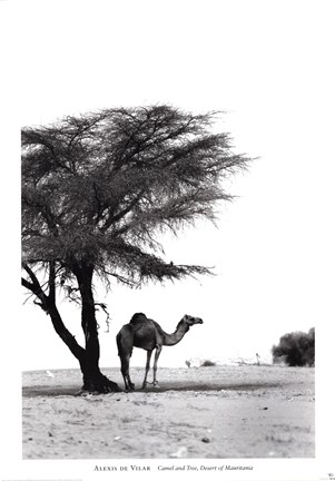 Framed Camel and Tree, Desert of Mauritania Print