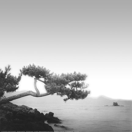 Framed Two Branched Pine, Nakano Umi, Japan (12 x 12) Print