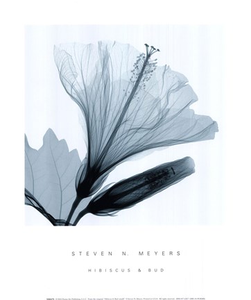 Framed Hibiscus and Bud Print