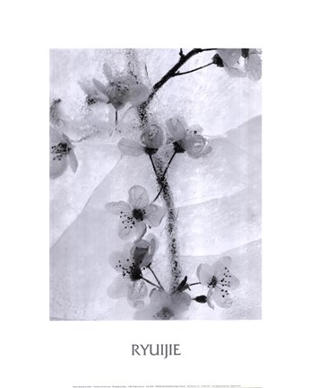 Framed Cherry Blossoms in Winter Print