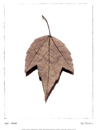 Framed Red Maple Print