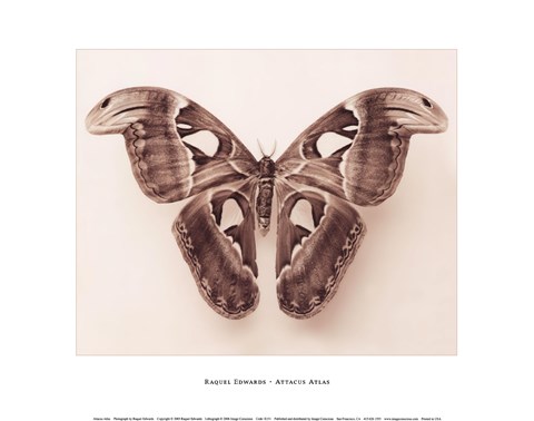 Framed Attacus Atlas Print
