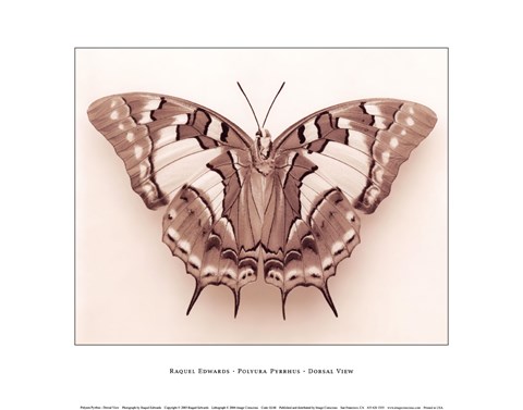 Framed Polyura Pyrrhus - Dorsal View Print