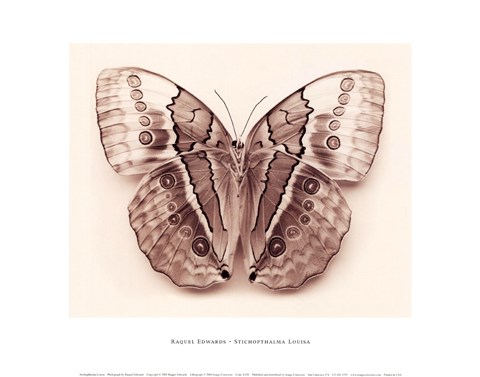 Framed Stichopthalma Louisa Print