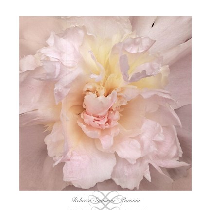 Framed Paeonia Print