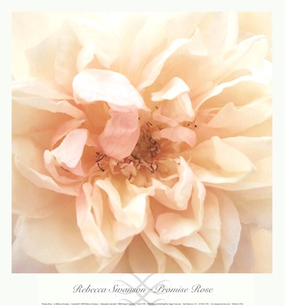 Framed Promise Rose Print