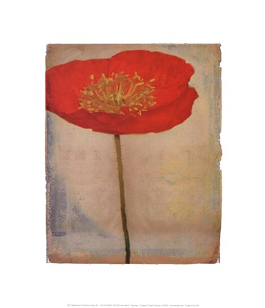 Framed Papavero Print