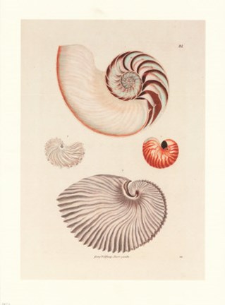 Framed Shells Print