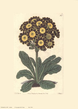 Framed Auriculas Print