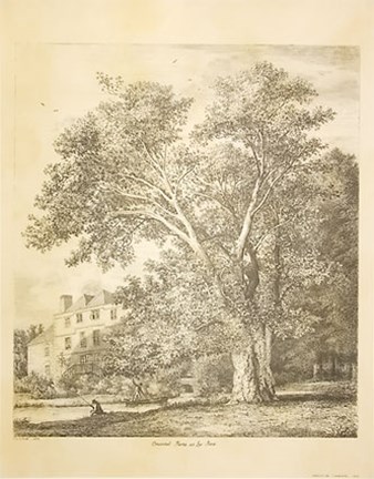 Framed Oriental Plane At Lee - Place Print