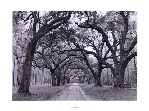 Framed Oak Arches Print