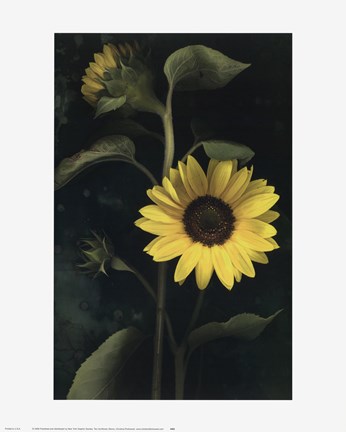 Framed Two Sunflower Stems Print