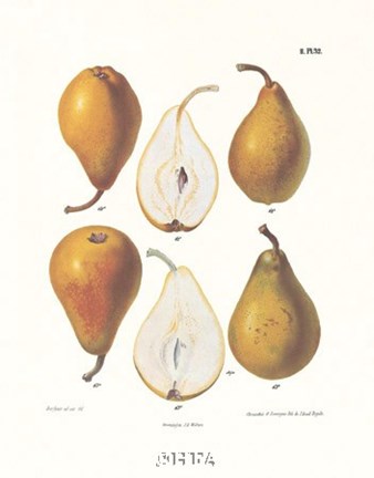 Framed Pears II Print