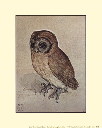 Framed Little Owl Print