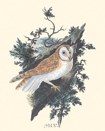 Framed Owl in the Woods Print