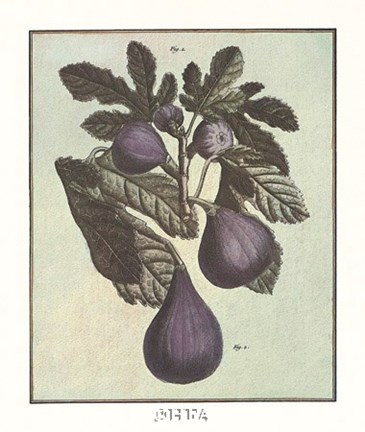 Framed French Fruit Plate/Fig Print
