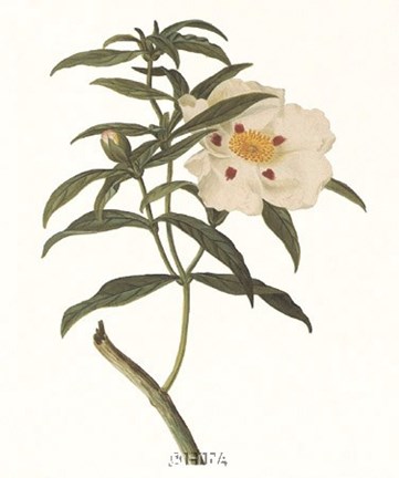 Framed Cistus Ladaniferus Print