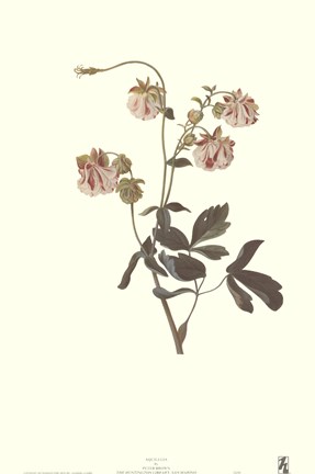 Framed Aquilegia Print