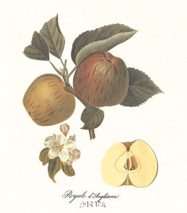 Framed Apple/Royale d'Angleterre Print