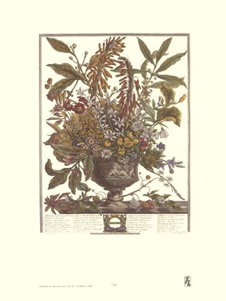 Framed January/Twelve Months of Flowers, 1730 Print