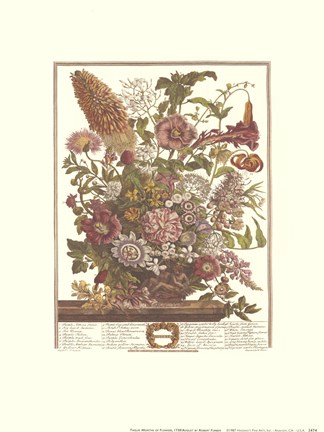 Framed August/Twelve Months of Flowers, 1730 Print